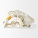 Mercana Fozzil 9" x 9.1" x 15" Decorative Object
