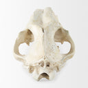 Mercana Fozzil 9" x 9.1" x 15" Decorative Object